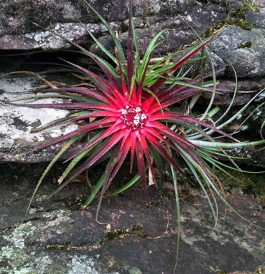 Fauna e Flora da Chapada Diamantina