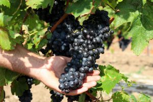 Produção de uvas fomenta turismo na Chapada Diamantina